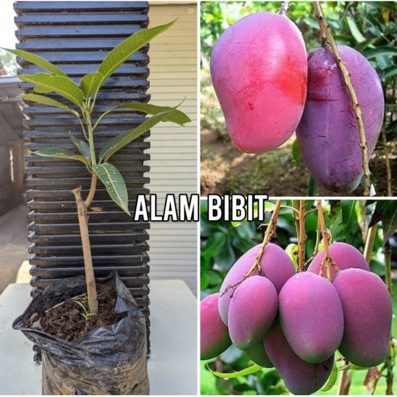 BIBIT MANGGA IRWIN UNGU SUPER MANIS (COCOK DI TANAM POT)