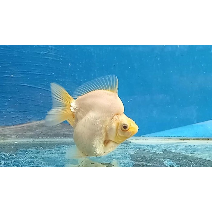 ikan mas koki ryukin snow white fancy punuk unta / ikan mas koki ryukin berkualitas