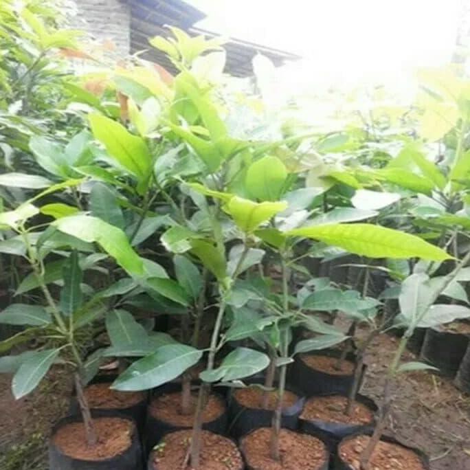 Paket 3 Bibit Tanaman Buah Mangga Mahatir Ju@L