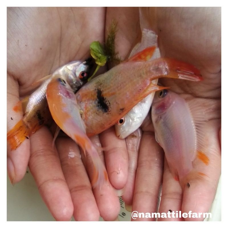 bibit ikan nila merah gesit (7-9cm)