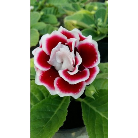 Tanaman Bunga Gloxinia Berbunga rimbun dan sehat