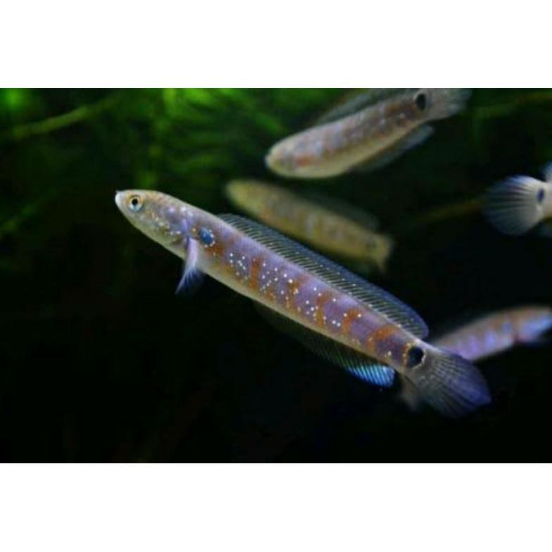 Diskon Ikan Hias Channa Asiatica Rs Pure 4-5Cm