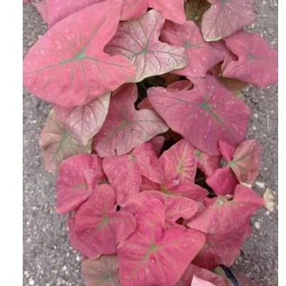 Green Spider Caladium Keladi Hias