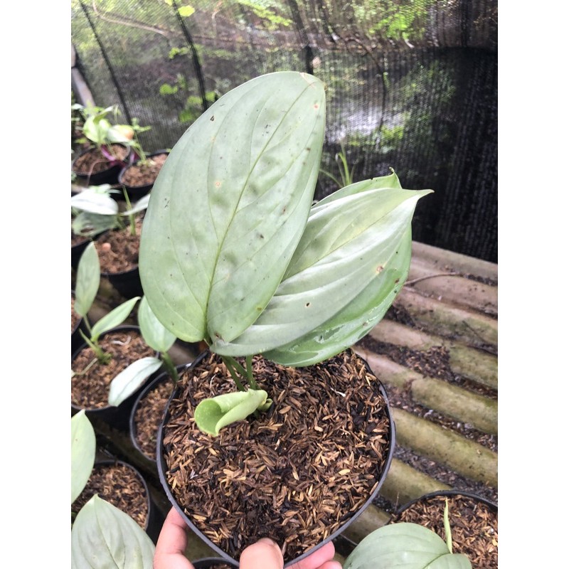 scindapsus silver sp borneo