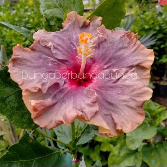 bibit bunga sepatu hibiscus import langka Maroon Apple - tanaman hias kembang sepatu import