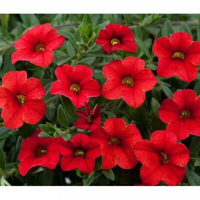 5 Biji Benih Bibit Bunga Langka Petunia Colorful Termurah Mudah Hidup Warna Menarik Mudah Hidup-5