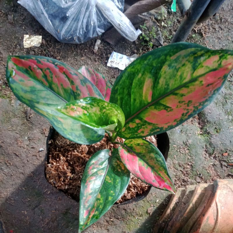 aglonema Heng heng per 5