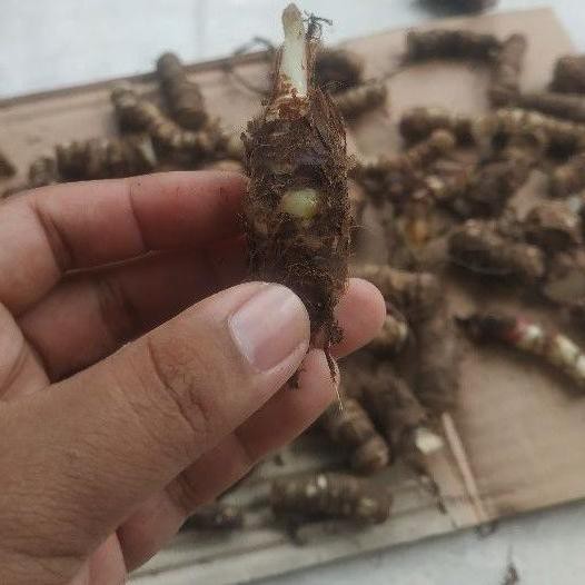 Megaϟsale BONGGOL/UMBI BAWAH ALOCASIA Silver Dragon / Tanaman Hias Keladi Tengkorak Silver