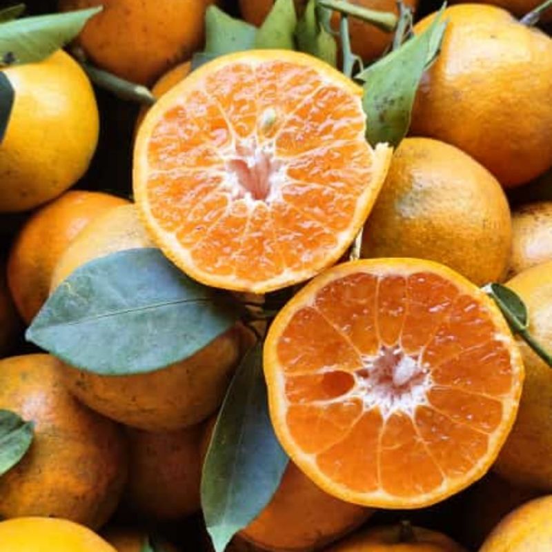 

Buah Jeruk Siam Madu Manis