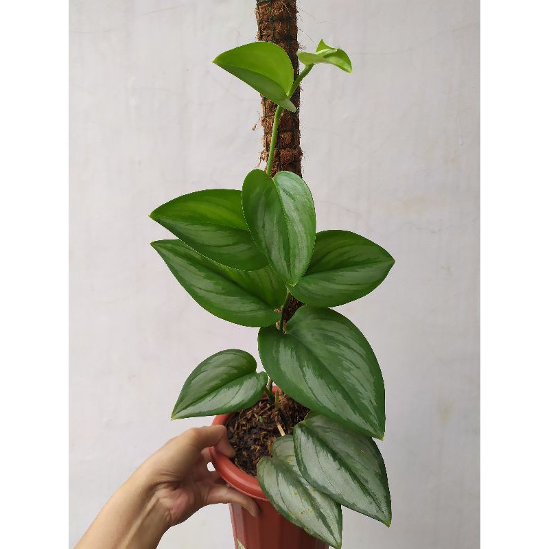 Scindapsus Moonlight