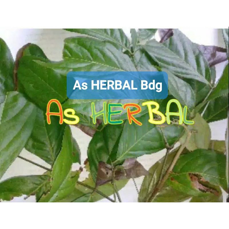 

Daun Jengkol Segar 1 Kg / daun jengki-az