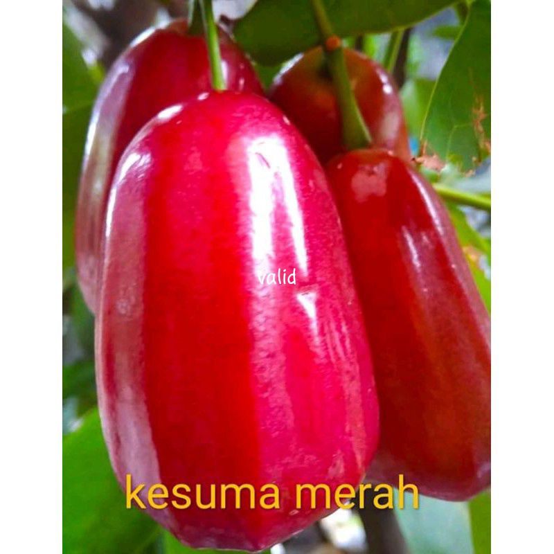 bibit jambu kesuma merah valid