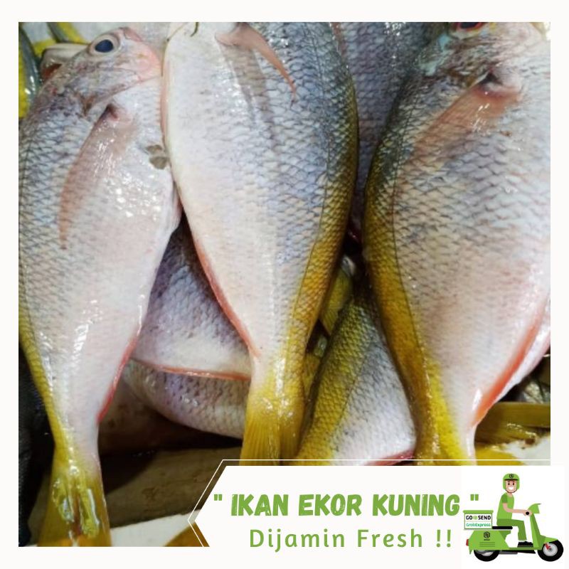 

Ikan Ekor Kuning 1 kg