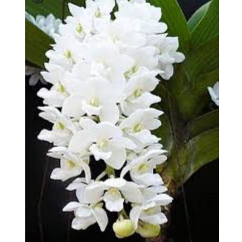 ANGGREK VANDA RHY GIGANTEA WHITE DEWASA