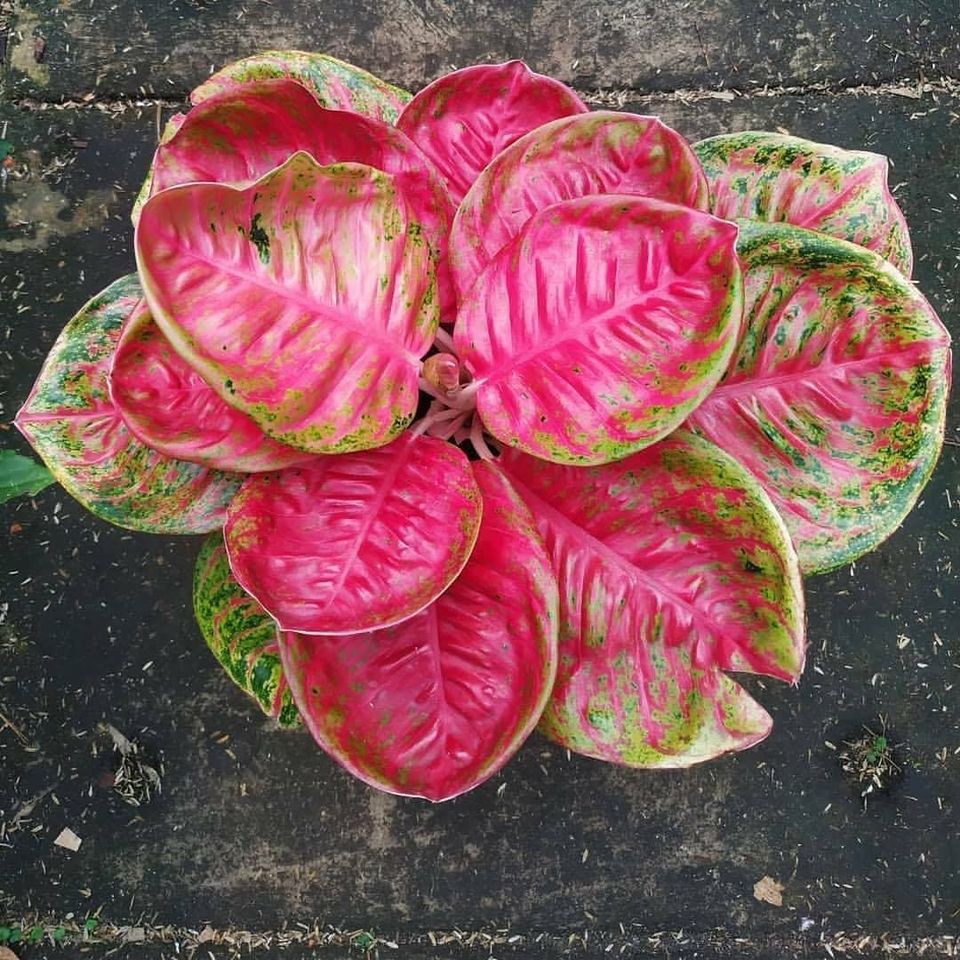 Bonggolan Aglonema Wulandari Mutasi Culture Super Spesial