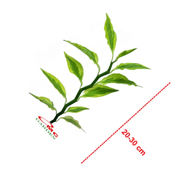 Zig Zag Zigzag Plant Patah Tulang Euphorbia Tirucalli Tanaman ZZ-SB20