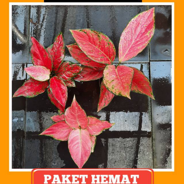 Paket Hemat Aglonema / Aglaonema Murah ( Red anja, Pink anja, Red venus )