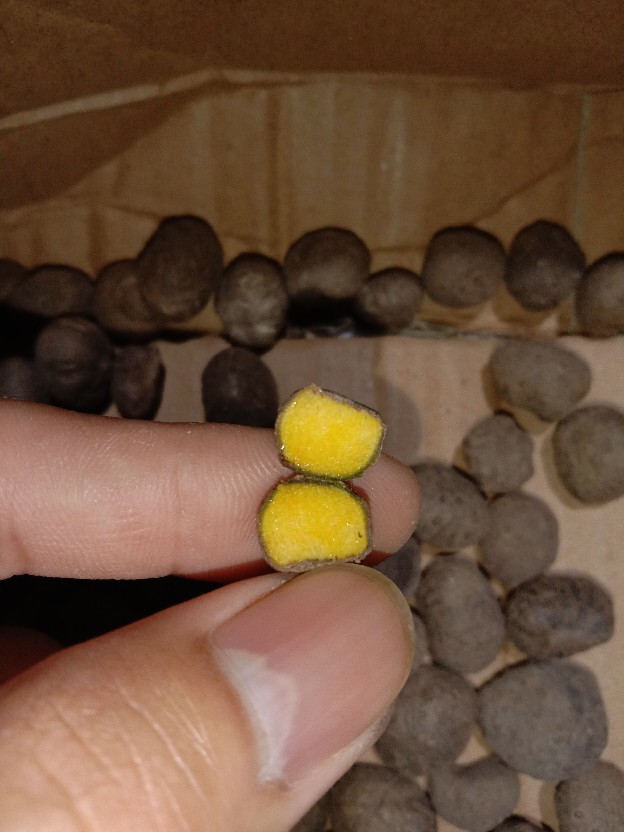 Benih Porang Asal Bunga Bukan Katak Ataupun Umbi Porang