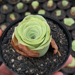 KAKTUS/SEKULEN Greenovia 3-4cm