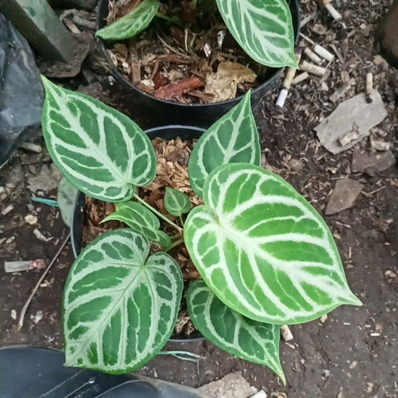 anthurium dorayaki silver