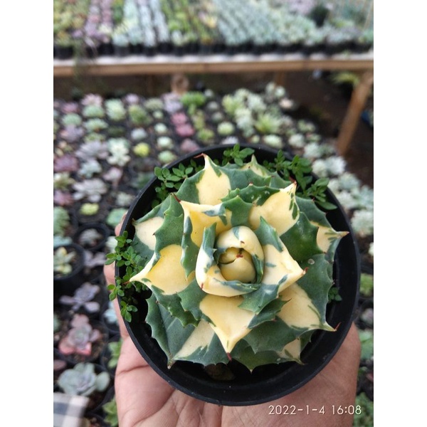 Sukulen Agave Shoji Raijin Varigata