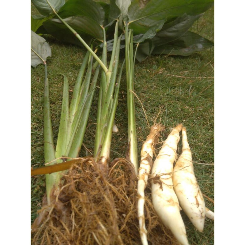 Bibit Terigu Bibit umbi Garut per bibit Umbi Garut obat herbal