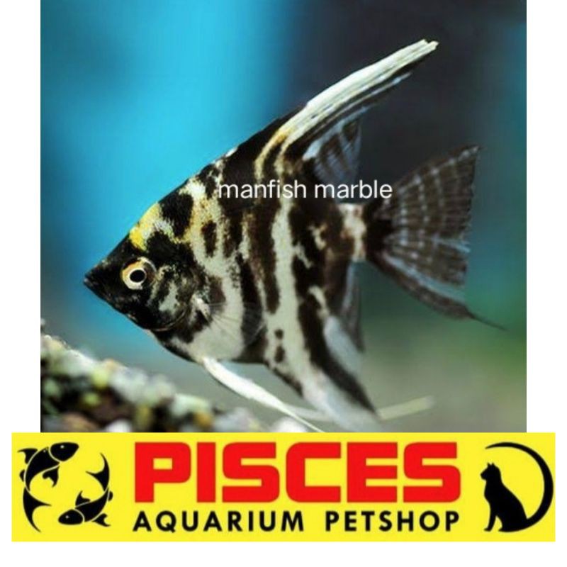 IKAN HIAS MANFISH MARBLE