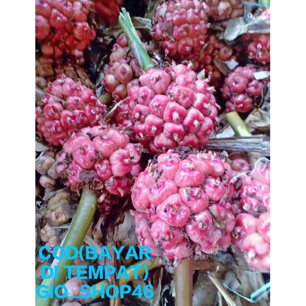 

buah kecombrang/honje seger