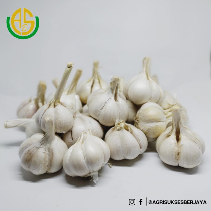 

Siap Kirim Bawang Putih Kating Fresh Berkualitas Super Import 1Kg