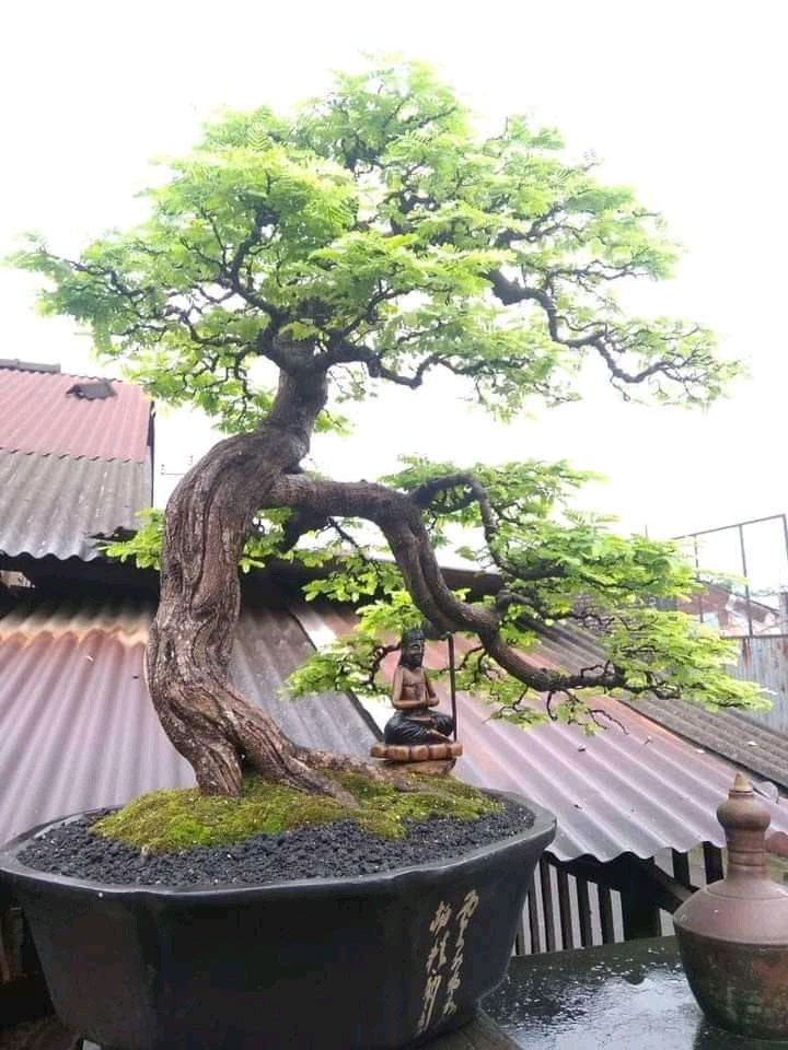 V-tro Glue Stick ( 10 Gr )