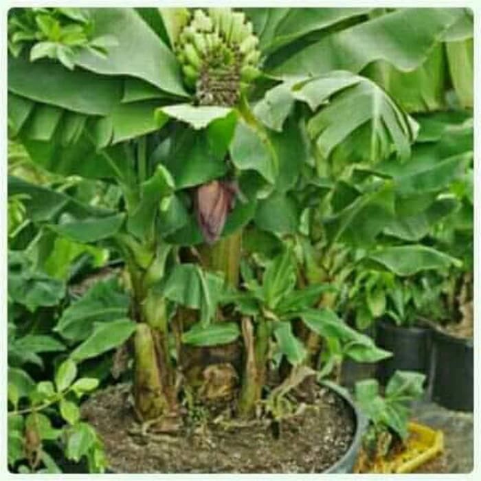 Bibit Pisang Ambon Mini (Pohon Pendek n Cepat Berbuah)