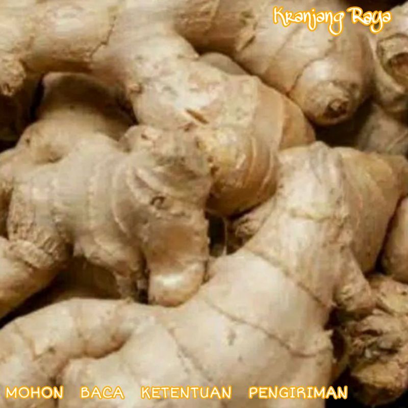 

Jahe putih