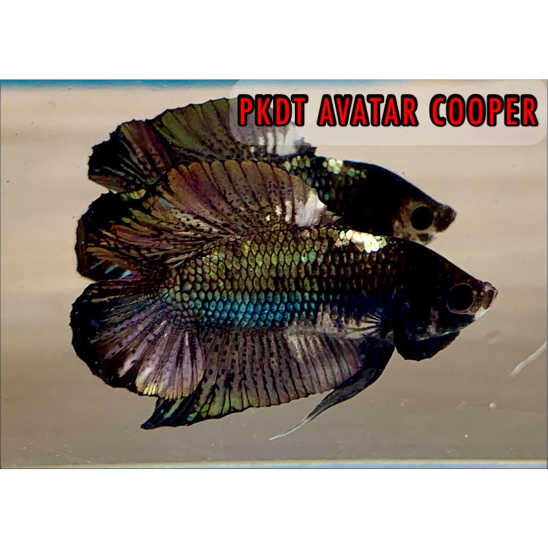 1 pcs PKDT avatar cooper dan fm bluerim