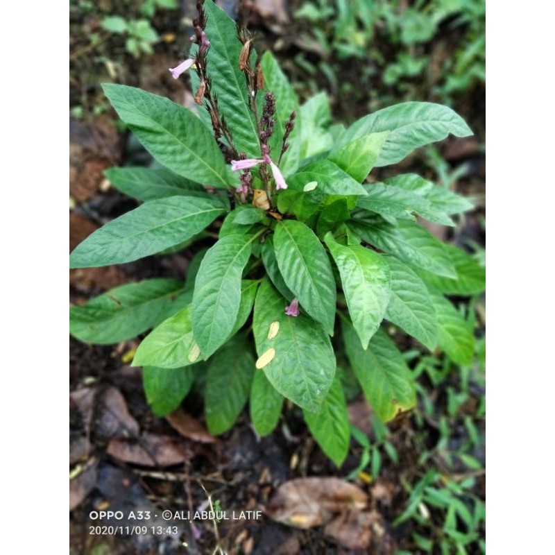 

lalaban daun reundeu segar 250gr