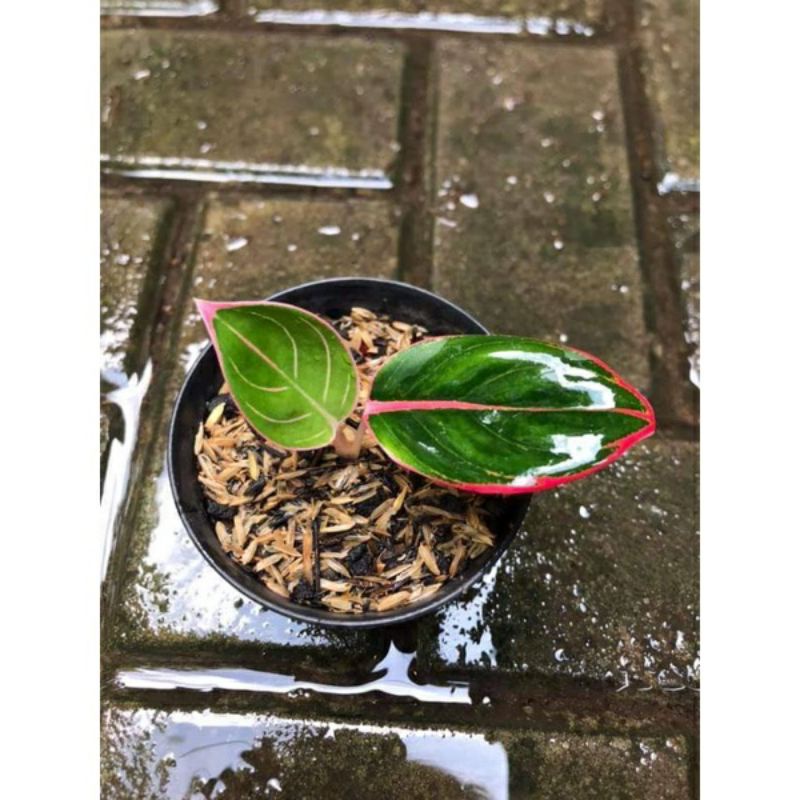 bibit aglonema Kanza asli