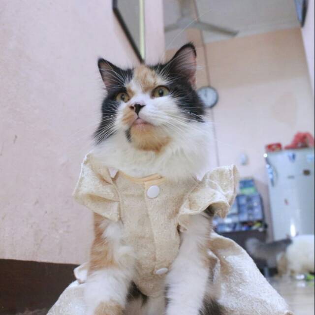 Dress sparkling cream lucu blink-blink untuk kucing dan anjing size S M L XL