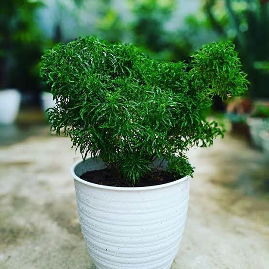 Brokoli Hijau  (Luffa Aegyptiaca Mill) - Bibit Tanaman Brokoli Hijau Tanaman Hias Brokoli Tanaman Ak