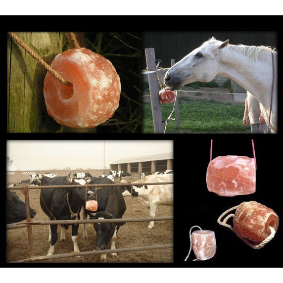 Licking Himalayan Salt for Cattle Garam Himalaya Jilat Ternak