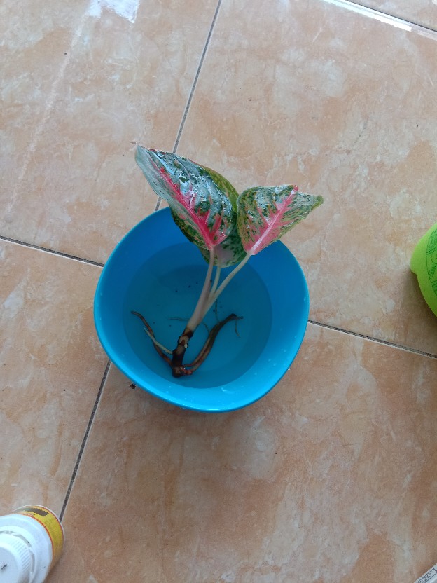[bisa Cod] Aglonema Heng Heng (tanaman Hias Aglaonema/aglonema)