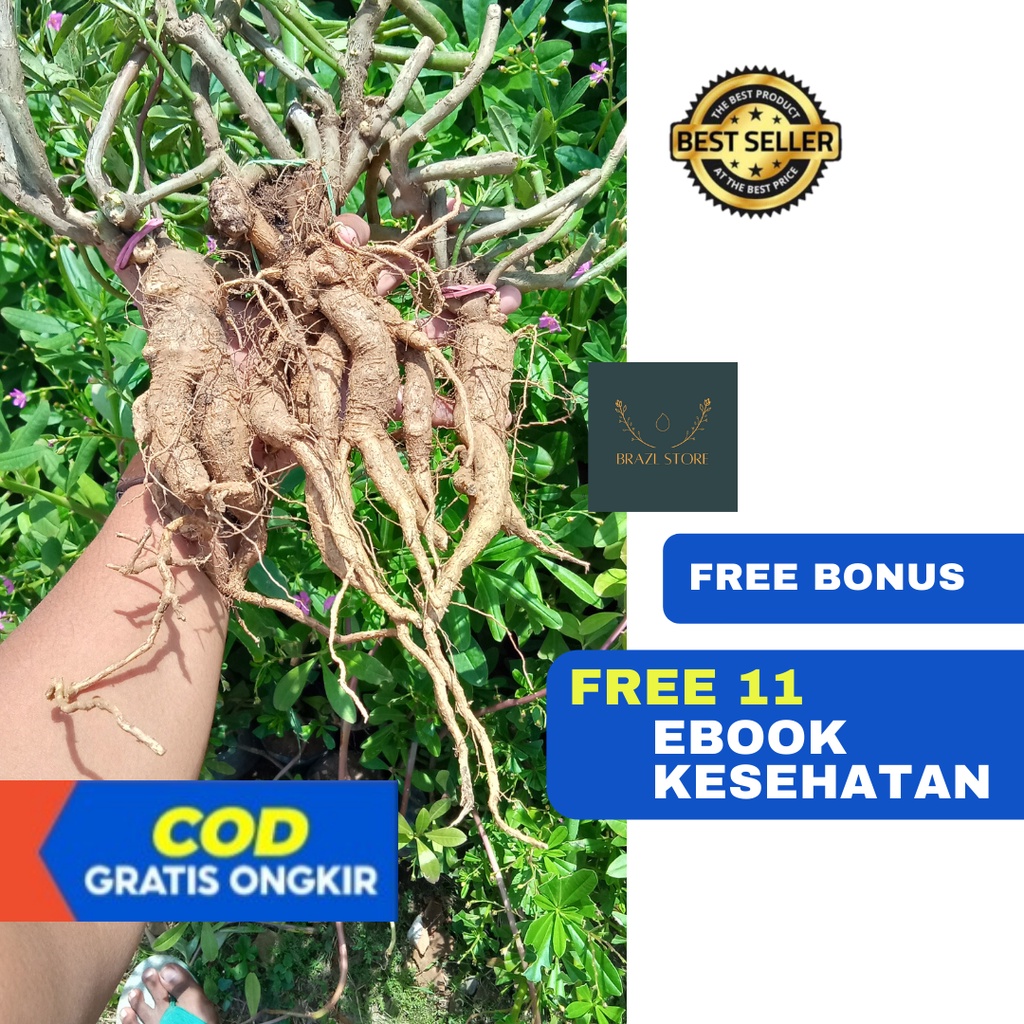 GINGSENG / GINSENG JAWA tanaman obat herbal energi akar merah korea murah asli segar cod tradisional