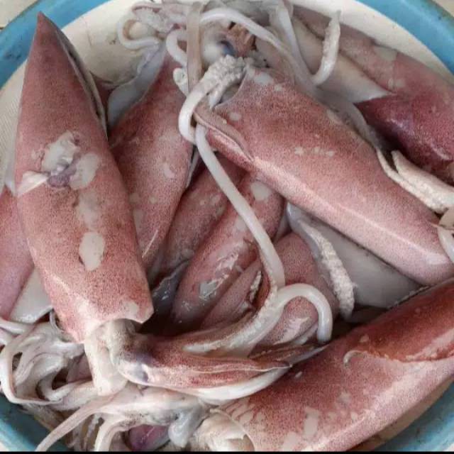 

Cumi Fresh Segar