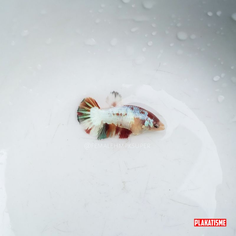 Female Hmpk SNI untuk breeding