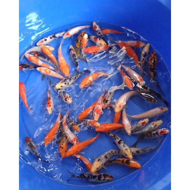 ikan koi indukan blitar size 10-12 cm