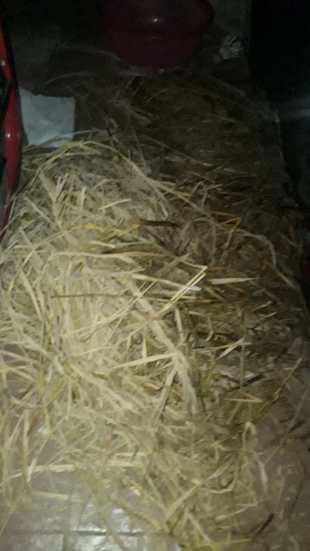 Jerami Padi Kering Serbaguna 1 Kg