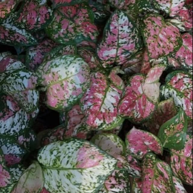 Aglonema aglaonema dut tricolor