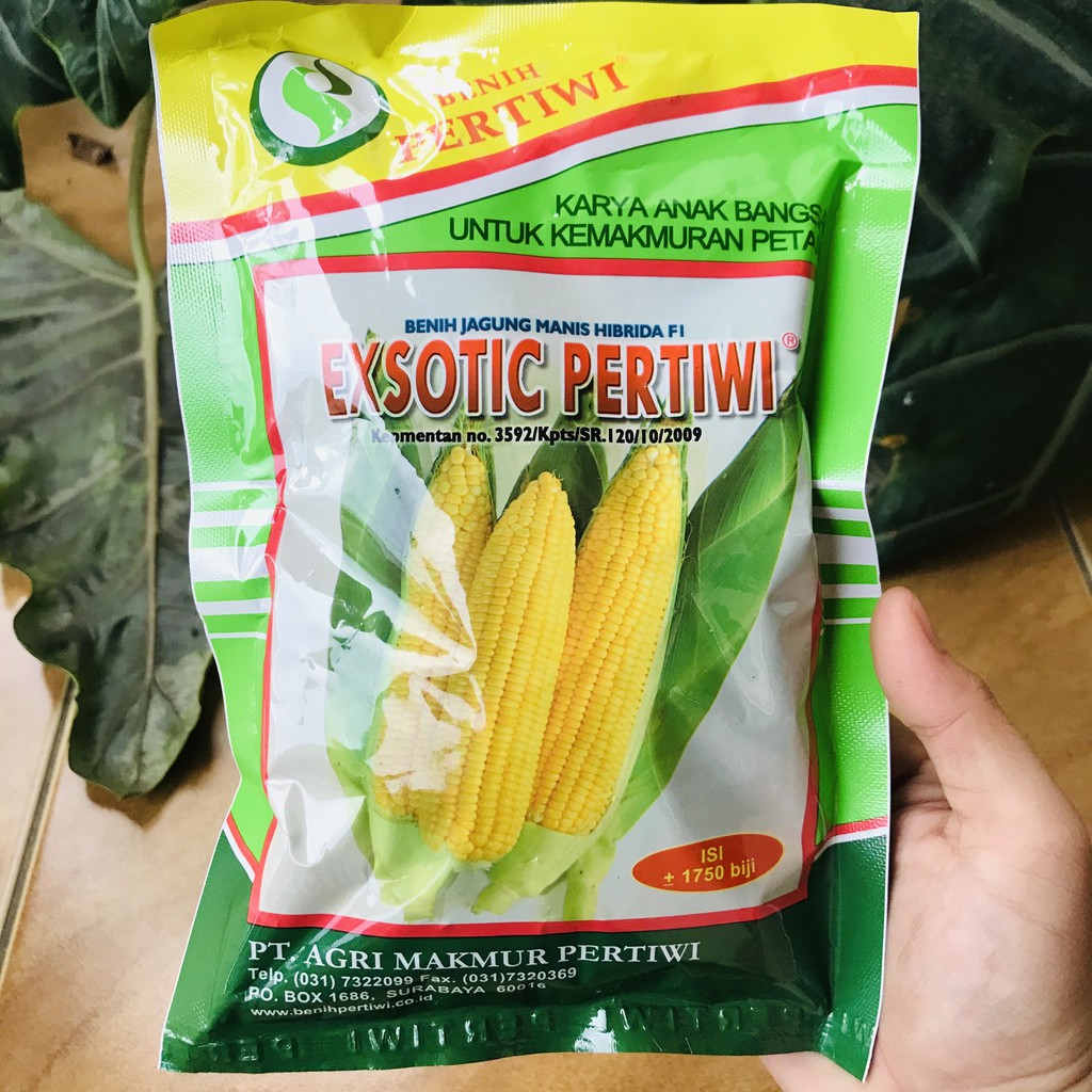 BENIH BIBIT TUMBUHAN EXSOTIC PERTIWI (JAGUNG MANIS)