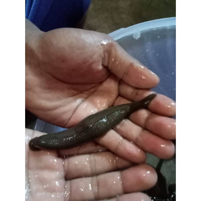 LINTAH TERAPI SETERIL UK JUMBO SEDANG