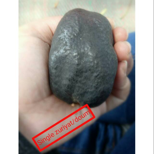 

Single Zuriyat/Doum