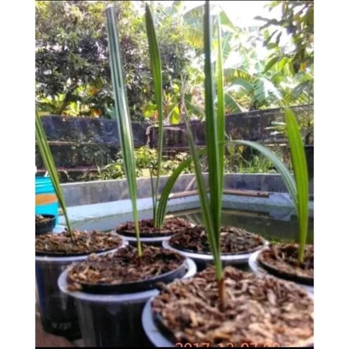 

BIBIT KURMA azwatanaman kurma azwa