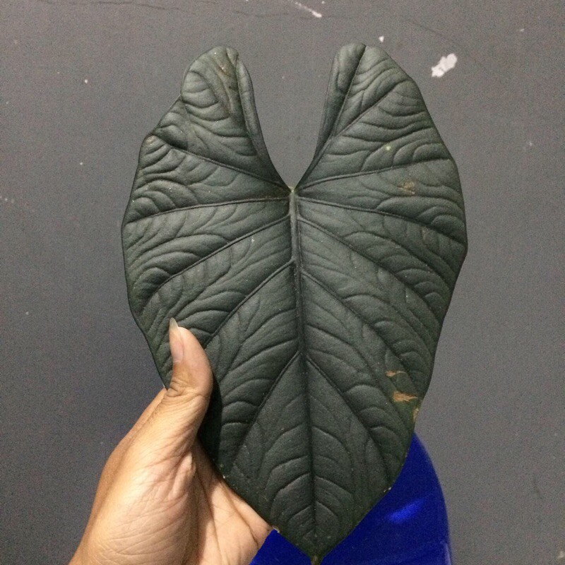 Alocasia reginae silver